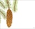 Spruce Cones in Dry Brush Watercolor- Online